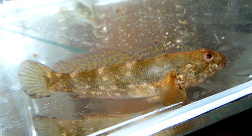 Ratan goby